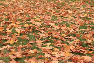Birçok sonbahar akçaağaç yaprakları çayıra düşer. Çimlere düşen sonbahar yaprakları, güneşli bir günde sarı akçaağaç yaprakları. Doğa geçmişi. Yere düşen sarı yapraklar. Sonbahar arkaplanı