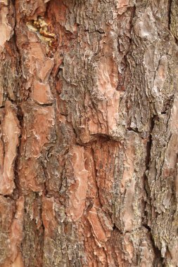 Çam kabuğu dokusu, yakın plan. Doğal ahşap arka plan. Ormandaki ağaç gövdesi. Doğal dokular. Ormandaki ağaç