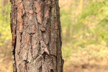 Çam ağacı, yakın plan kabuk. Doğal bir arka plan için ormandaki çam kabuklarının yakın plan çekimi. Doğa. Ayrıntılar. Bulanık arkaplanı olan çam ağacına odaklan