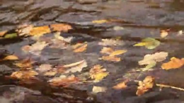 Sonbahar yaprakları nehrin veya gölün yüzeyine dökülür. Sonbahar atmosferi. Kıyıya yakın bir gölün yüzeyinde, yakın plan. Doğa