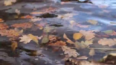 Sonbahar yaprakları nehrin veya gölün yüzeyine dökülür. Sonbahar atmosferi. Kıyıya yakın bir gölün yüzeyinde, yakın plan. Doğa