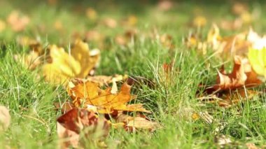 Rüzgar esiyor ve düşen sarı yaprakları deviriyor. Sonbahar, parktaki rüzgarlı havada yakın çekim yapar. Düşen sonbahar yaprakları. Doğa geçmişi. Sonbahar arkaplanı. Rüzgarlı hava