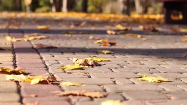 Kiremit kaplı bir patikada bırakır. Rüzgar esiyor ve düşen sarı yaprakları deviriyor. Sonbahar, parktaki rüzgarlı havada yakın çekim yapar. Düşen sonbahar yaprakları. Doğa geçmişi. Rüzgarlı hava