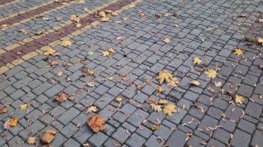 Kiremit kaplı bir patikada bırakır. Rüzgar esiyor ve düşen sarı yaprakları deviriyor. Sonbahar, parktaki rüzgarlı havada yakın çekim yapar. Düşen sonbahar yaprakları. Doğa geçmişi. Rüzgarlı hava