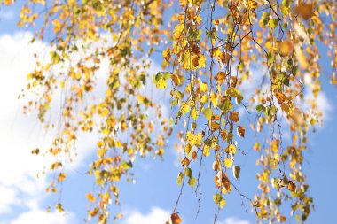 Sonbahar yaprakları gökyüzüne karşı olan huş ağacı. Sonbahar renkleri. Doğal sonbahar arka planı, altın mevsim. Seçici odaklı huş dalları. Sonbahar konsepti, huş ağacı ormanı.