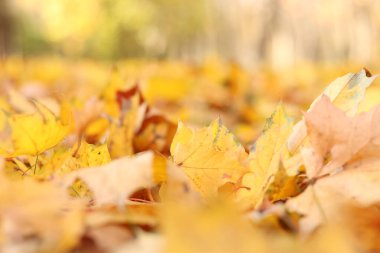 Birçok sonbahar yaprakları çayıra düştü. Düşen sonbahar yaprakları, güneşli bir günde sarı yapraklar. Doğa geçmişi. Yere düşmüş sarı yapraklar, seçici bir odak noktası. Sonbahar arkaplanı
