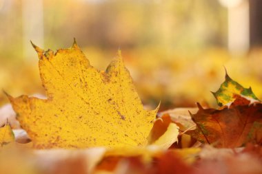 Birçok sonbahar yaprakları çayıra düştü. Düşen sonbahar yaprakları, güneşli bir günde sarı yapraklar. Doğa geçmişi. Yere düşmüş sarı yapraklar, seçici bir odak noktası. Sonbahar arkaplanı