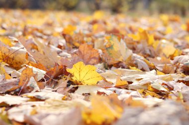 Birçok sonbahar yaprakları çayıra düştü. Düşen sonbahar yaprakları, güneşli bir günde sarı yapraklar. Doğa geçmişi. Yere düşmüş sarı yapraklar, seçici bir odak noktası. Sonbahar arkaplanı