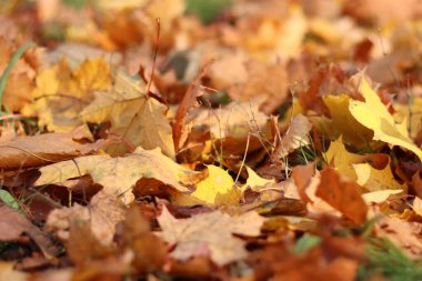 Birçok sonbahar yaprakları çayıra düştü. Düşen sonbahar yaprakları, güneşli bir günde sarı yapraklar. Doğa geçmişi. Yere düşmüş sarı yapraklar, seçici bir odak noktası. Sonbahar arkaplanı