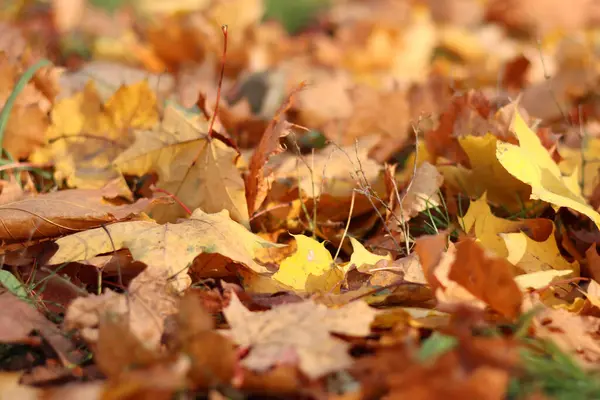 Birçok sonbahar yaprakları çayıra düştü. Düşen sonbahar yaprakları, güneşli bir günde sarı yapraklar. Doğa geçmişi. Yere düşmüş sarı yapraklar, seçici bir odak noktası. Sonbahar arkaplanı