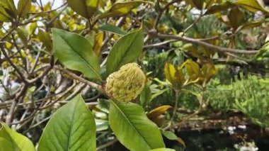 Yeşil manolya meyvesi yakın plan. Magnolia ağacı. Yeşil yaprakların arasındaki bir dalda meyvelerin yakın çekimi. Doğa arkaplanı