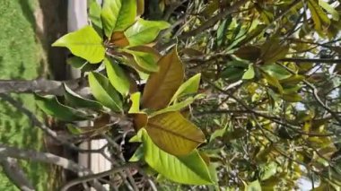 Yeşil manolya yakından ayrılıyor. Magnolia ağacı. Yeşil manolya yaprağına yakın çekim. Doğa arkaplanı