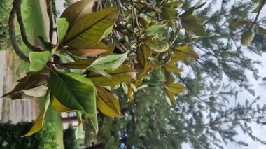 Yeşil manolya yakından ayrılıyor. Magnolia ağacı. Yeşil manolya yaprağına yakın çekim. Doğa arkaplanı