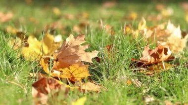 Rüzgar esiyor ve düşen sarı yaprakları deviriyor. Sonbahar, parktaki rüzgarlı havada yakın çekim yapar. Düşen sonbahar yaprakları. Doğa geçmişi. Sonbahar arkaplanı. Rüzgarlı hava
