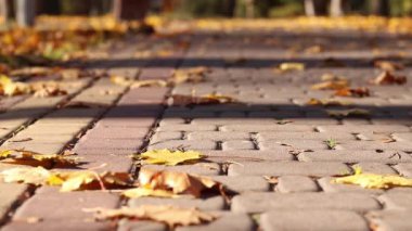 Kiremit kaplı bir patikada bırakır. Rüzgar esiyor ve düşen sarı yaprakları deviriyor. Sonbahar, parktaki rüzgarlı havada yakın çekim yapar. Düşen sonbahar yaprakları. Doğa geçmişi. Rüzgarlı hava