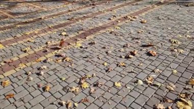Kiremit kaplı bir patikada bırakır. Rüzgar esiyor ve düşen sarı yaprakları deviriyor. Sonbahar, parktaki rüzgarlı havada yakın çekim yapar. Düşen sonbahar yaprakları. Doğa geçmişi. Rüzgarlı hava