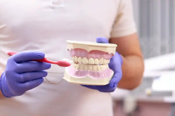 Diş fırçalı çene modeli, yakın plan. Dişçinin elindeki yapay çene. Çene modeli dişlerin doğru şekilde nasıl fırçalandığını göstermek için kullanılır. Plastik insan çenesi. Üst ve alt çene