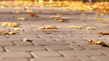 Rüzgar esiyor ve parkta düşen sarı yaprakları deviriyor. Sonbahar rüzgarlı havada yakın çekim yapar. Sonbahar yaprakları yakın plan. Doğa geçmişi. Rüzgarlı bir hava. Asfaltlarla döşenmiş patikada yapraklar