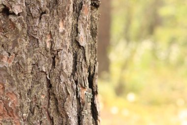 Çam ağacı, yakın plan kabuk. Doğal bir arka plan için ormandaki çam kabuklarının yakın plan çekimi. Doğa. Ayrıntılar. Bulanık arkaplanı olan çam ağacına odaklan