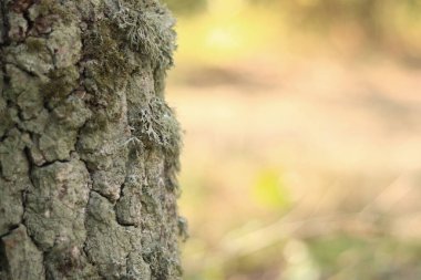 Yosun kaplı meşe sandık. Çatlak meşe kabuğu, yakın plan ve liken. Ağacın kuruması. Ağaç gövdesinde hasar var, detaylar. Meşe yosunu (Evernia prunastri)