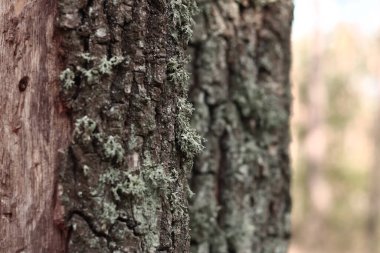 Yosun kaplı meşe sandık. Çatlak meşe kabuğu, yakın plan ve liken. Ağacın kuruması. Ağaç gövdesinde hasar var, detaylar. Meşe yosunu (Evernia prunastri)