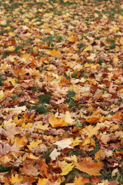 Parktaki çimlerin üzerine düşen sonbahar yaprakları. Sarı yapraklar yere düştü. Sonbahar arkaplanı, seçici odaklanma. Düşen sonbahar yaprakları parktaki çimlerin üzerini kaplar.