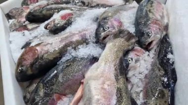 Dondurulmuş alabalık buz parçalarında yatar. Taze balık buzun üzerinde yatıyor, yakın plan. Dükkandaki soğutulmuş bir raftaki balıklar. Süpermarket. Soğuk alabalık.