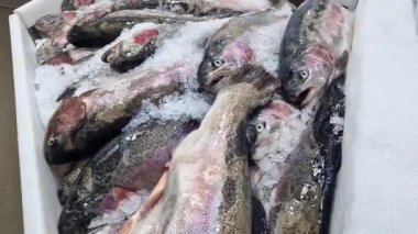 Dondurulmuş alabalık buz parçalarında yatar. Taze balık buzun üzerinde yatıyor, yakın plan. Dükkandaki soğutulmuş bir raftaki balıklar. Süpermarket. Soğuk alabalık.