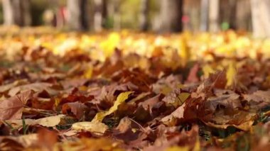 Parktaki çimlerin üzerine düşen sonbahar yaprakları. Sarı yapraklar yere düştü. Sonbahar arkaplanı, seçici odaklanma. Düşen sonbahar yaprakları parktaki çimlerin üzerini kaplar.