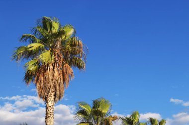 Gökyüzüne karşı yeşil palmiye yaprakları, aşağıdan yukarıya doğru görüş. Doğa geçmişi. Palmiye yaprakları arkaplan, duvar kağıdı