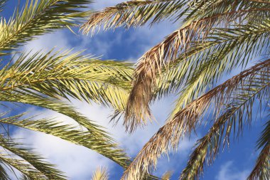Gökyüzüne karşı yeşil palmiye yaprakları, aşağıdan yukarıya doğru görüş. Doğa geçmişi. Palmiye yaprakları arkaplan, duvar kağıdı