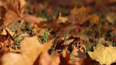 Rüzgar esiyor ve düşen sarı yaprakları deviriyor. Sonbahar, parktaki rüzgarlı havada yakın çekim yapar. Düşen sonbahar yaprakları. Doğa geçmişi. Sonbahar arkaplanı. Rüzgarlı hava