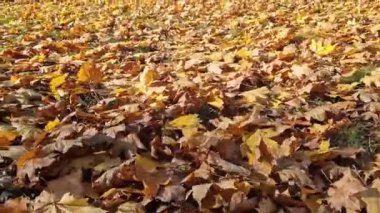 Rüzgar esiyor ve düşen sarı yaprakları deviriyor. Sonbahar, parktaki rüzgarlı havada yakın çekim yapar. Düşen sonbahar yaprakları. Doğa geçmişi. Sonbahar arkaplanı. Rüzgarlı hava