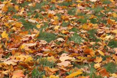 Parktaki çimlerin üzerine düşen sonbahar yaprakları. Sarı yapraklar yere düştü. Sonbahar arkaplanı, seçici odaklanma. Düşen sonbahar yaprakları parktaki çimlerin üzerini kaplar.
