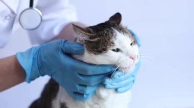Veterinerde kedinin yüzünün incelenmesi. Kedinin tıbbi muayenesi, göz kontrolü. Veterinerin elleri mavi eldivenli ve arka planda kedi var. Evcil hayvanın rutin incelemesi