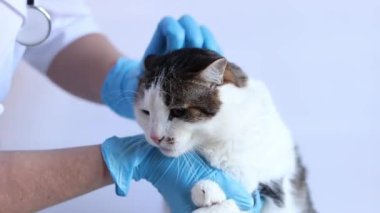Veterinerde bir kedinin yüzünün incelenmesi. Kedinin kulakları ve gözleri tıbbi muayenede. Veterinerin elleri mavi eldivenli ve arka planda bir kedi. Bir evcil hayvanın rutin muayenesi
