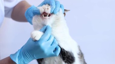 Evcil hayvanın dişlerinin kalitesi ve durumu. Bir kedinin sağlığının tıbbi muayenesi. Veterinerin elleri mavi eldivenli ve arka planda bir kedi. Bir evcil hayvanın rutin muayenesi