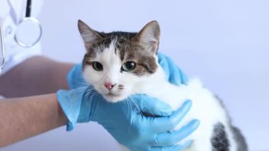 Veterinerde bir kedinin yüzünün incelenmesi. Kedinin kulakları ve gözleri tıbbi muayenede. Veterinerin elleri mavi eldivenli ve arka planda bir kedi. Bir evcil hayvanın rutin muayenesi