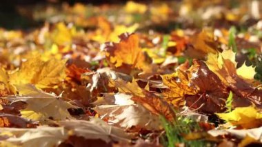 Parktaki çimlerin üzerine düşen sonbahar yaprakları. Sarı yapraklar yere düştü. Sonbahar arkaplanı, seçici odaklanma. Düşen sonbahar yaprakları parktaki çimlerin üzerini kaplar.