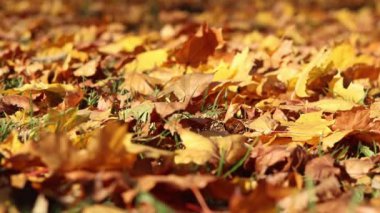 Parktaki çimlerin üzerine düşen sonbahar yaprakları. Sarı yapraklar yere düştü. Sonbahar arkaplanı, seçici odaklanma. Düşen sonbahar yaprakları parktaki çimlerin üzerini kaplar.