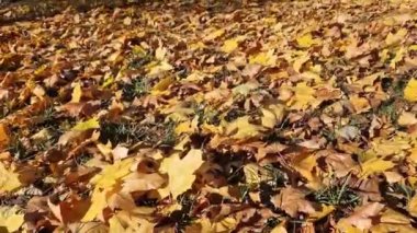 Parktaki çimlerin üzerine düşen sonbahar yaprakları. Sarı yapraklar yere düştü. Sonbahar arkaplanı, seçici odaklanma. Düşen sonbahar yaprakları parktaki çimlerin üzerini kaplar.