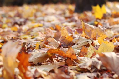Parktaki çimlerin üzerine düşen sonbahar yaprakları. Sarı yapraklar yere düştü. Sonbahar arkaplanı, seçici odaklanma. Düşen sonbahar yaprakları parktaki çimlerin üzerini kaplar.