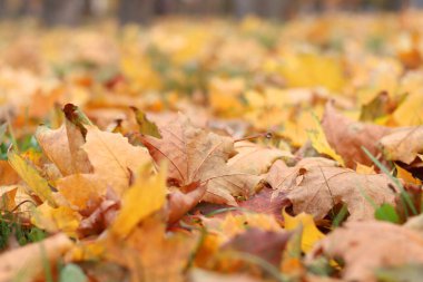 Parktaki çimlerin üzerine düşen sonbahar yaprakları. Sarı yapraklar yere düştü. Sonbahar arkaplanı, seçici odaklanma. Düşen sonbahar yaprakları parktaki çimlerin üzerini kaplar.