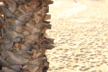 Plajda büyüyen palmiye ağacı. Plajdaki kumların bulanık arka planında bir palmiye ağacı gövdesi. Palmiye ağacı kabuğu yakın plan. Doğal geçmiş, detaylar. Doğa