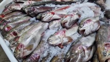 Dondurulmuş alabalık buz parçalarında yatar. Taze balık buzun üzerinde yatıyor, yakın plan. Dükkandaki soğutulmuş bir raftaki balıklar. Süpermarket. Soğuk alabalık.