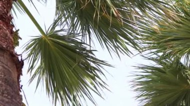 Güzel mavi gökyüzüne karşı palmiye ağacının alt manzarası. Mavi gökyüzüne karşı yeşil palmiye ağacı. Doğa geçmişi. Tropik ağaçlar. Gökyüzüne karşı palmiye ağacı manzarası. İspanya, Salou. Tatil ve tatil beldesi kavramı