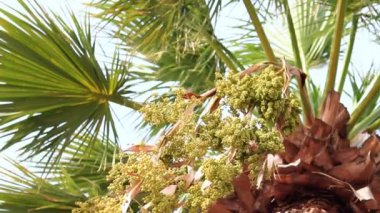 Güzel mavi gökyüzüne karşı palmiye ağacının alt manzarası. Mavi gökyüzüne karşı yeşil palmiye ağacı. Doğa geçmişi. Tropik ağaçlar. Gökyüzüne karşı palmiye ağacı manzarası. İspanya, Salou. Tatil ve tatil beldesi kavramı