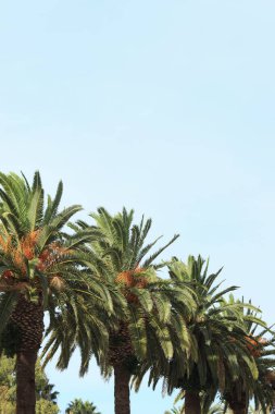 Gökyüzüne karşı yeşil palmiye yaprakları, aşağıya doğru manzara. Doğa geçmişi. Avuç içi yaprakları. Ağaç gökyüzüne karşı, İspanya