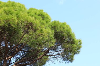 Taş çam ağaçları, botanik adı Pinus pinea. Mavi gökyüzüne karşı çam ağacı. Her zaman yeşil kozalaklı ağaç. Doğa. Küresel bir tacı ve düz bir kapağı olan çam ağacı. Doğal arkaplan
