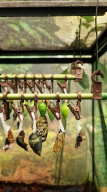 Kyiv, Ukrayna - 03 Kasım 2024: Kelebek pupası cam bir akvaryuma asıldı. Mandallı kelebek yavruları. Canlı tropikal kelebek çiftliği. Böceklerin yaşam döngüsü. Tropik Kelebek Sergisi